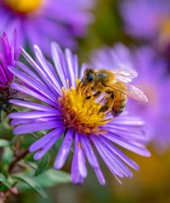 New England Aster Seeds – 300 Count – Vibrant Purple Blooms for Pollinators - Image 3