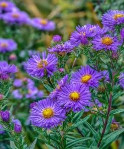 New England Aster Seeds – 300 Count – Vibrant Purple Blooms for Pollinators - Image 4