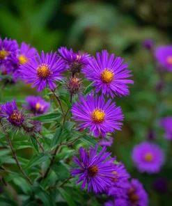 New England Aster Seeds – 300 Count – Vibrant Purple Blooms for Pollinators - Image 5