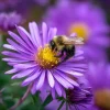 New England Aster Seeds – 300 Count – Vibrant Purple Blooms for Pollinators - Image 1