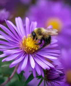 New England Aster Seeds – 300 Count – Vibrant Purple Blooms for Pollinators - Image 1