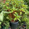 New Guinea Impatiens Live Plant – Colorful Flowering Garden Plant - Image 1