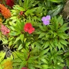 New Guinea Impatiens Live Plant - Long Blooming Flowering Garden Plant - Image 1