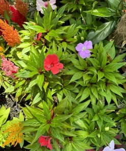 New Guinea Impatiens Live Plant - Long Blooming Flowering Garden Plant - Image 1
