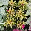 New Guinea Impatiens Live Plant - Long Blooming Flowering Garden Plant - Image 1