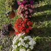 New Guinea Impatiens Live Plant - Long Blooming Flowering Garden Plant - Image 1