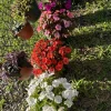 New Guinea Impatiens Live Plant – Long Blooming Flowering Garden Plant - Image 1