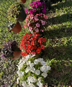 New Guinea Impatiens Live Plant – Long Blooming Flowering Garden Plant - Image 1
