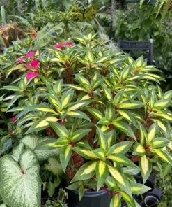 New Guinea Impatiens Live Plant - Vibrant Flowers for Indoor & Outdoor - Image 2