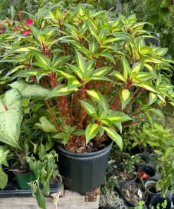 New Guinea Impatiens Live Plant - Vibrant Flowers for Indoor & Outdoor - Image 1