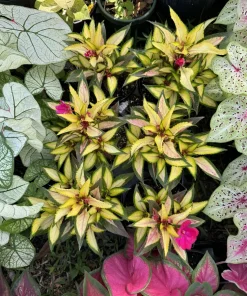 New Guinea Plant - Live Houseplant - Indoor Tropical Greenery - Image 1