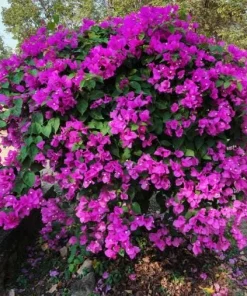New River Bougainvillea Live Plant - Set of 2, 4-6 Inch Tall, Vibrant Pink Purple Vine - Image 2