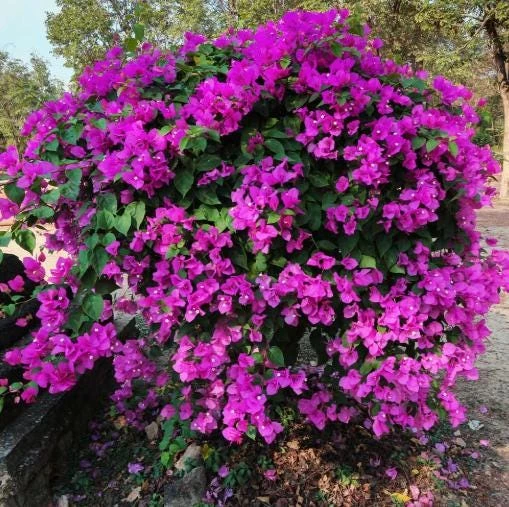 New River Bougainvillea Live Plant - Set of 2, 4-6 Inch Tall, Vibrant Pink Purple Vine - Image 2