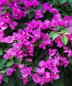 New River Bougainvillea Live Plant - Set of 2, 4-6 Inch Tall, Vibrant Pink Purple Vine - Image 3