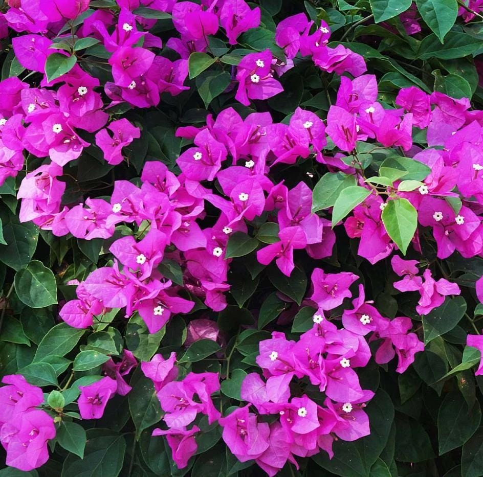 New River Bougainvillea Live Plant - Set of 2, 4-6 Inch Tall, Vibrant Pink Purple Vine - Image 3