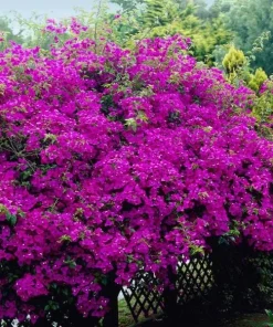 New River Bougainvillea Live Plant - Set of 2, 4-6 Inch Tall, Vibrant Pink Purple Vine - Image 4