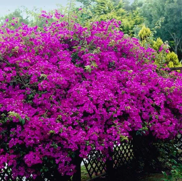 New River Bougainvillea Live Plant - Set of 2, 4-6 Inch Tall, Vibrant Pink Purple Vine - Image 4