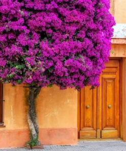 New River Bougainvillea Live Plant - Set of 2, 4-6 Inch Tall, Vibrant Pink Purple Vine - Image 5