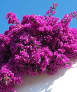 New River Bougainvillea Live Plant - Set of 2, 4-6 Inch Tall, Vibrant Pink Purple Vine - Image 6