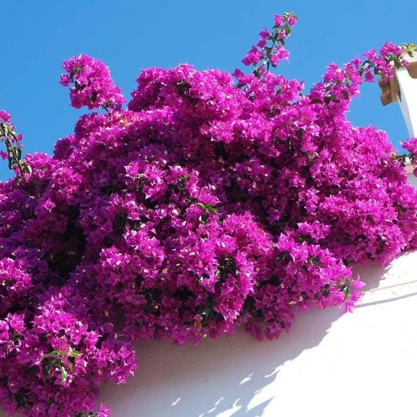 New River Bougainvillea Live Plant - Set of 2, 4-6 Inch Tall, Vibrant Pink Purple Vine - Image 6