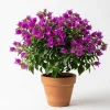 New River Bougainvillea Live Plant - Set of 2, 4-6 Inch Tall, Vibrant Pink Purple Vine - Image 1
