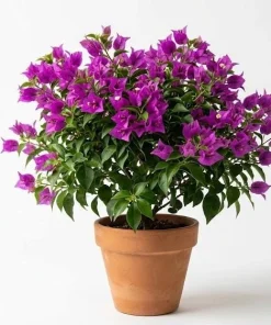 New River Bougainvillea Live Plant - Set of 2, 4-6 Inch Tall, Vibrant Pink Purple Vine - Image 1