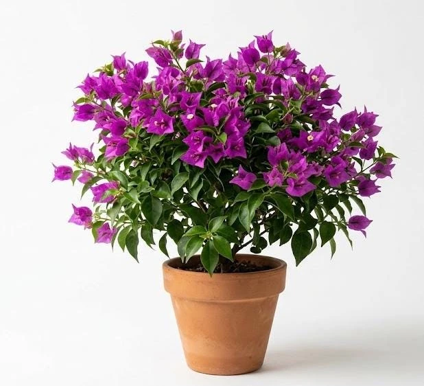 New River Bougainvillea Live Plant - Set of 2, 4-6 Inch Tall, Vibrant Pink Purple Vine - Image 1