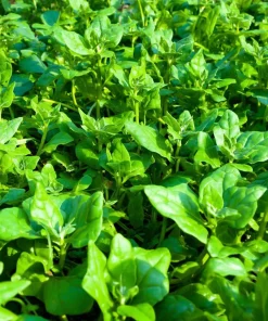 New Zealand Spinach Seeds – 50 Count – Heat-Tolerant Vegetable - Image 2