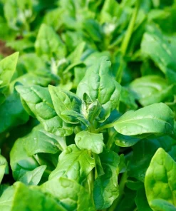 New Zealand Spinach Seeds – 50 Count – Heat-Tolerant Vegetable - Image 3