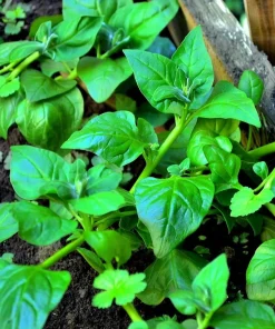 New Zealand Spinach Seeds – 50 Count – Heat-Tolerant Vegetable - Image 4