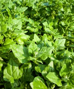 New Zealand Spinach Seeds - 60 Tetragonia Tetragonioides Vegetable Greens - Image 10