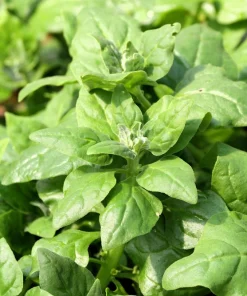 New Zealand Spinach Seeds - 60 Tetragonia Tetragonioides Vegetable Greens - Image 11
