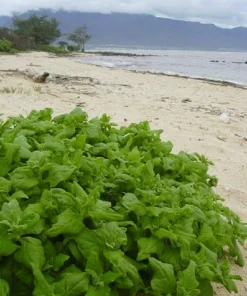 New Zealand Spinach Seeds - 60 Tetragonia Tetragonioides Vegetable Greens - Image 12