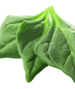 New Zealand Spinach Seeds - 60 Tetragonia Tetragonioides Vegetable Greens - Image 2