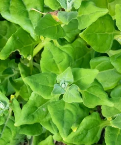 New Zealand Spinach Seeds - 60 Tetragonia Tetragonioides Vegetable Greens - Image 3