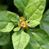 New Zealand Spinach Seeds - 60 Tetragonia Tetragonioides Vegetable Greens - Image 1