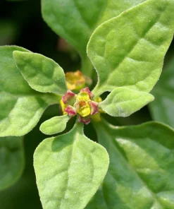 New Zealand Spinach Seeds - 60 Tetragonia Tetragonioides Vegetable Greens - Image 1