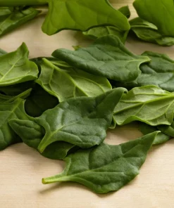 New Zealand Spinach Seeds - 60 Tetragonia Tetragonioides Vegetable Greens - Image 4