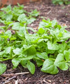 New Zealand Spinach Seeds - 60 Tetragonia Tetragonioides Vegetable Greens - Image 5