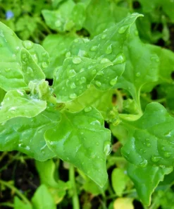 New Zealand Spinach Seeds - 60 Tetragonia Tetragonioides Vegetable Greens - Image 6