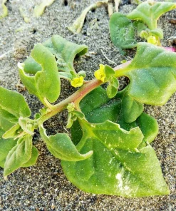 New Zealand Spinach Seeds - 60 Tetragonia Tetragonioides Vegetable Greens - Image 7