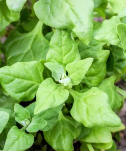 New Zealand Spinach Seeds - 60 Tetragonia Tetragonioides Vegetable Greens - Image 8