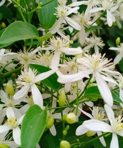 Night Blooming Jasmine Live Plants - Cestrum Nocturnum 5-9" Tall, Pack of 2, Fragrant Outdoor Shrub - Image 2