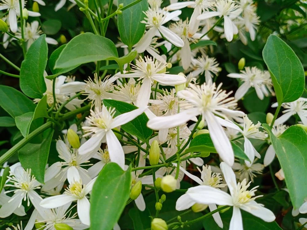Night Blooming Jasmine Live Plants - Cestrum Nocturnum 5-9" Tall, Pack of 2, Fragrant Outdoor Shrub - Image 2