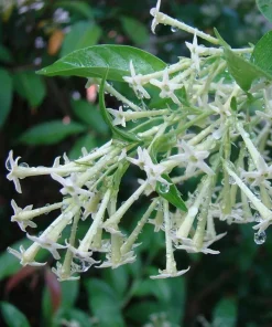Night Blooming Jasmine Live Plants - Cestrum Nocturnum 5-9