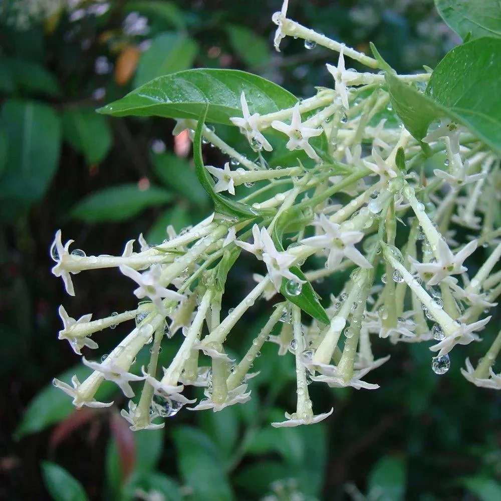 Night Blooming Jasmine Live Plants - Cestrum Nocturnum 5-9" Tall, Pack of 2, Fragrant Outdoor Shrub - Image 4