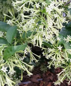 Night Blooming Jasmine Live Plants - Cestrum Nocturnum 5-9