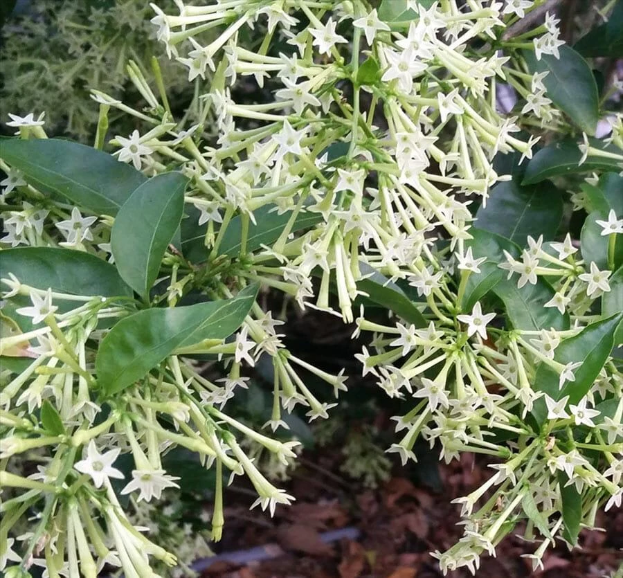 Night Blooming Jasmine Live Plants - Cestrum Nocturnum 5-9" Tall, Pack of 2, Fragrant Outdoor Shrub - Image 5