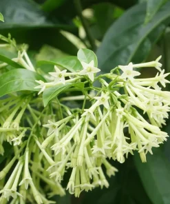 Night Blooming Jasmine Live Plants - Cestrum Nocturnum 5-9