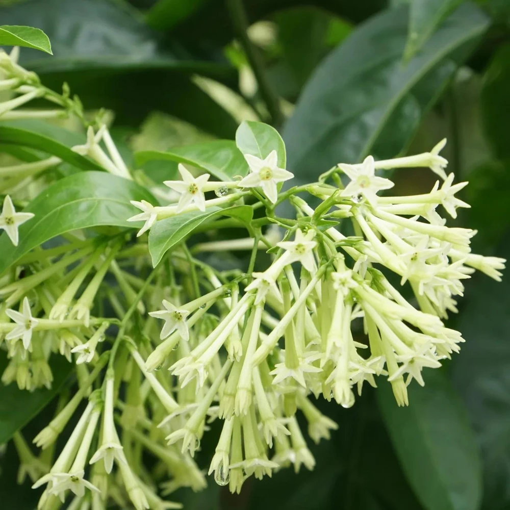 Night Blooming Jasmine Live Plants - Cestrum Nocturnum 5-9" Tall, Pack of 2, Fragrant Outdoor Shrub - Image 6